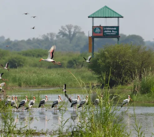 Sultanpur National Park Gurgaon featuring migratory birds, wetlands and lush green wildlife habitat