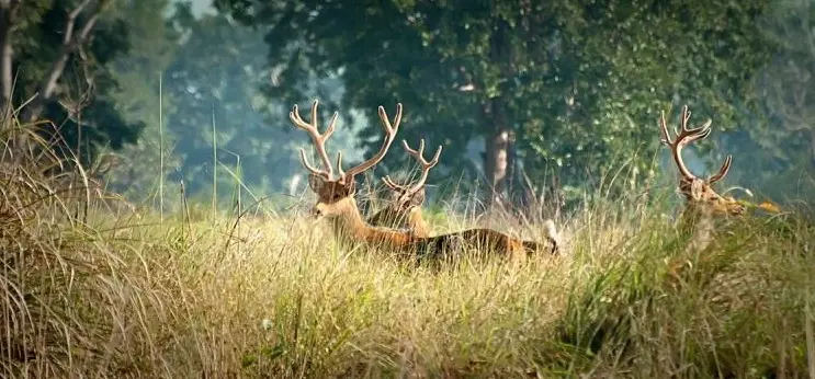 kanha national park taxi service wildlife travel india