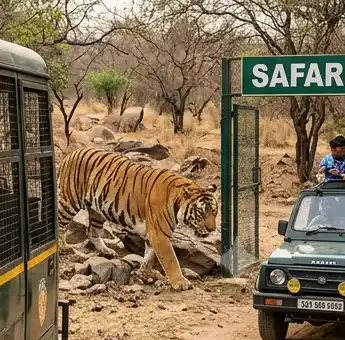 A Royal Bengal Tiger walking over rocky terrain next to a metal-caged safari tour bus and a green safari jeep in the Tiger Safari and Zoo area of Ludhiana.