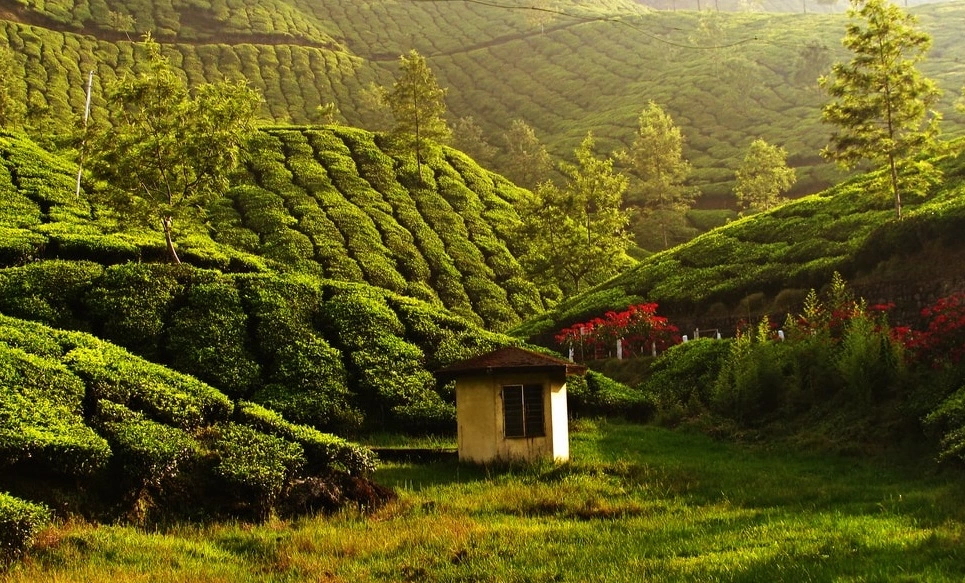 munnar taxi service kerala hill station travel india