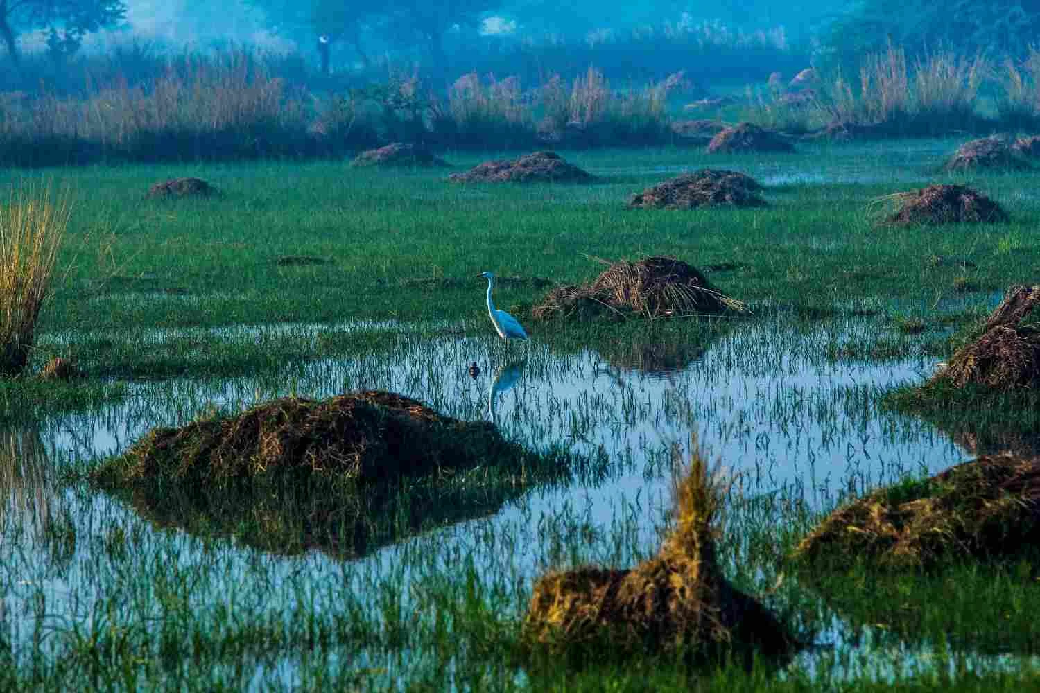 Peaceful nature walk through the lush green Morni Hills with a scenic mountain backdrop in Haryana