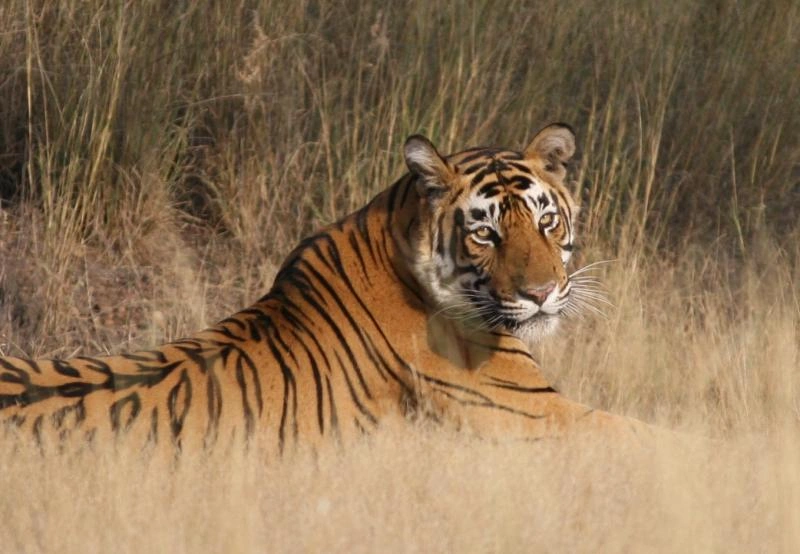 ranthambore national park taxi service wildlife tour india