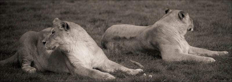 sasan gir wildlife safari taxi service india travel