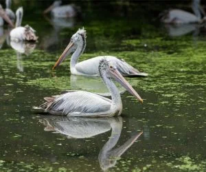 Sultanpur Bird Sanctuary in hayana