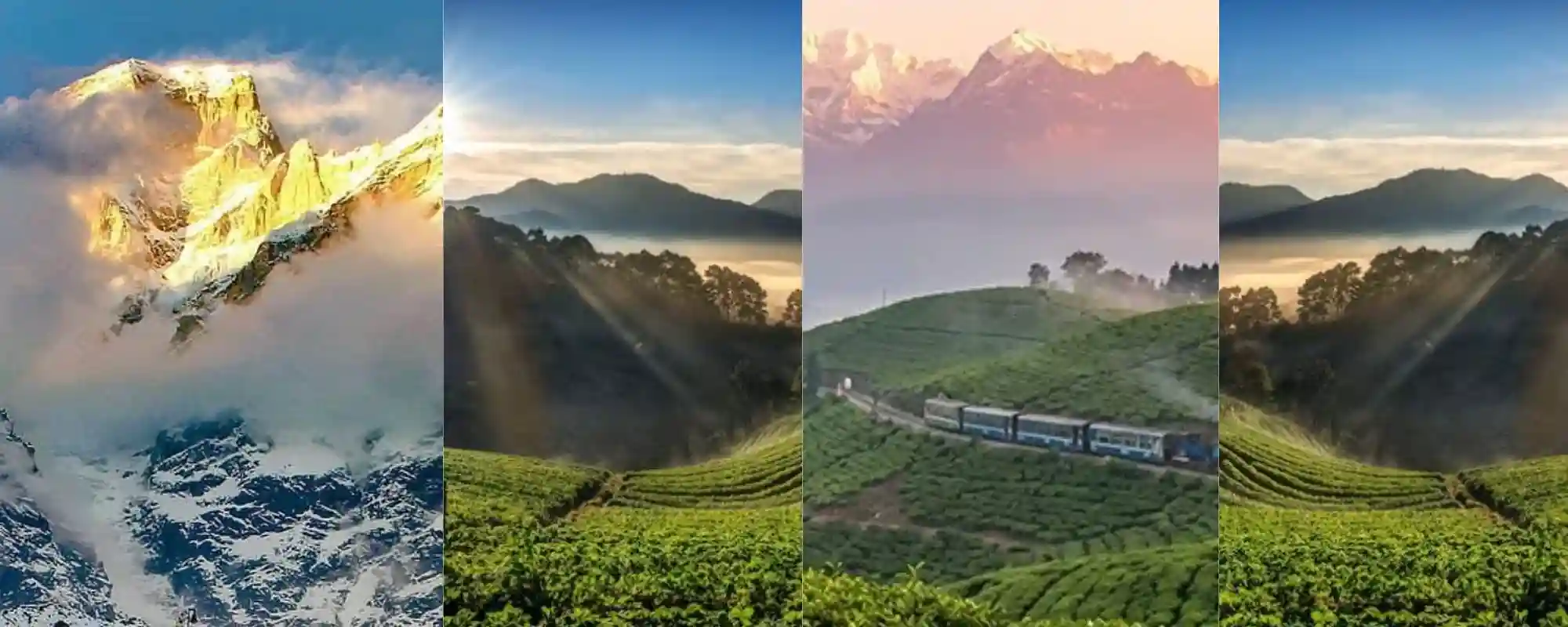 Darjeeling tea gardens hills scenic cab travel India