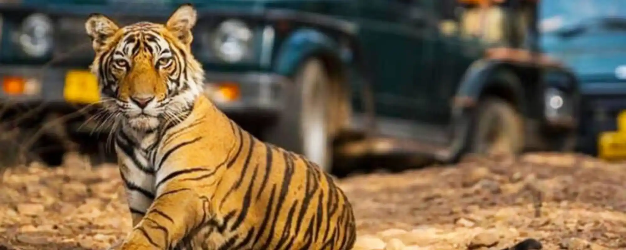 Wildlife safari in India with tourists enjoying jeep ride in natural jungle environment